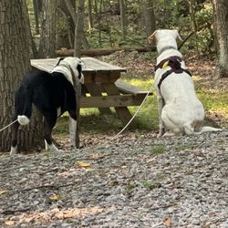Mahlon Dickerson Reservation - The dogs loved looking for chipmunks.