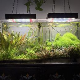 My aquarium filled with fish from Splash Aquarium My aquarium filled with fish from Splash Aquarium