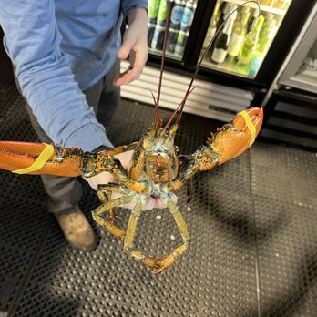 Taylor Lobster Company - Live lobster - Seafood Markets Near Me - Kittery, Maine Taylor Lobster Company - Live lobster - Seafood Markets Near Me - Kittery, Maine