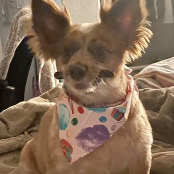 Well Groomed Pets - After. She smells so good and she's soft! - Pet Groomers Near Me - Las Vegas, Nevada