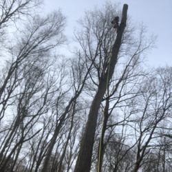 FCM Tree Services - We are professional on tree