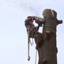 Photo of ABTrees.com