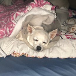 The collar was provided for her, but she finally getting much needed rest. The collar was provided for her, but she finally getting much needed rest.