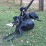Photo of Big Dog Rescue