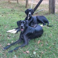 Big Dog Rescue