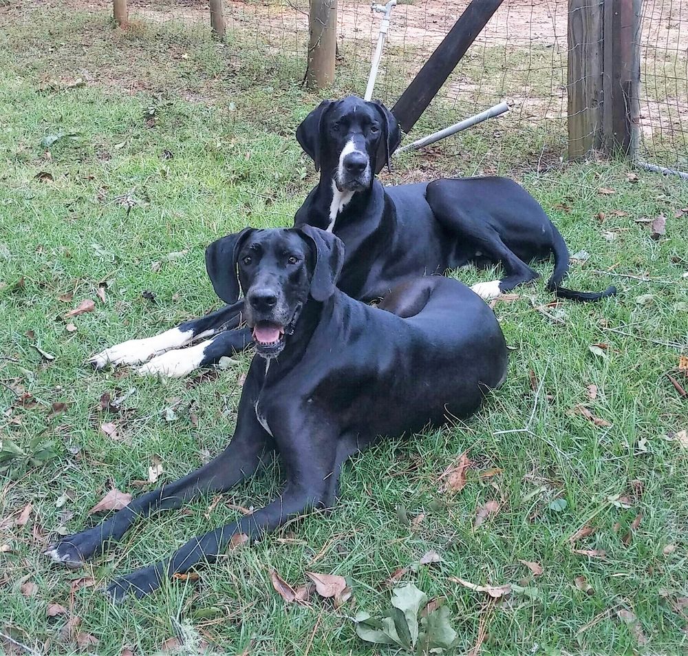 BIG DOG RESCUE Updated October 2024 4728 Pimlico Dr, Tallahassee