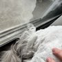Photo of Punky Pets Pawlor