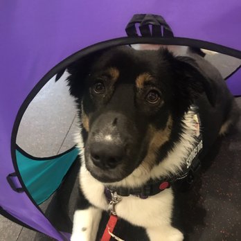 No Monkey Business Dog Training - Alea in her confident canine class exploring a tunnel! - Pet Training Near Me - Concord, New Hampshire No Monkey Business Dog Training - Alea in her confident canine class exploring a tunnel! - Pet Training Near Me - Concord, New Hampshire