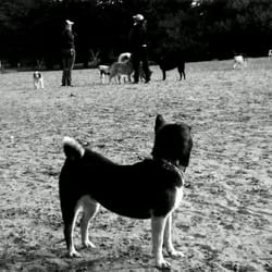 Sunny's Dog Park - Curiosity is not just a rover on Mars.