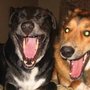 Photo of Animal Au Paws, Inc.
