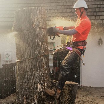 Cutting Edge Tree Service - Tree Services Near Me Cutting Edge Tree Service - Tree Services Near Me