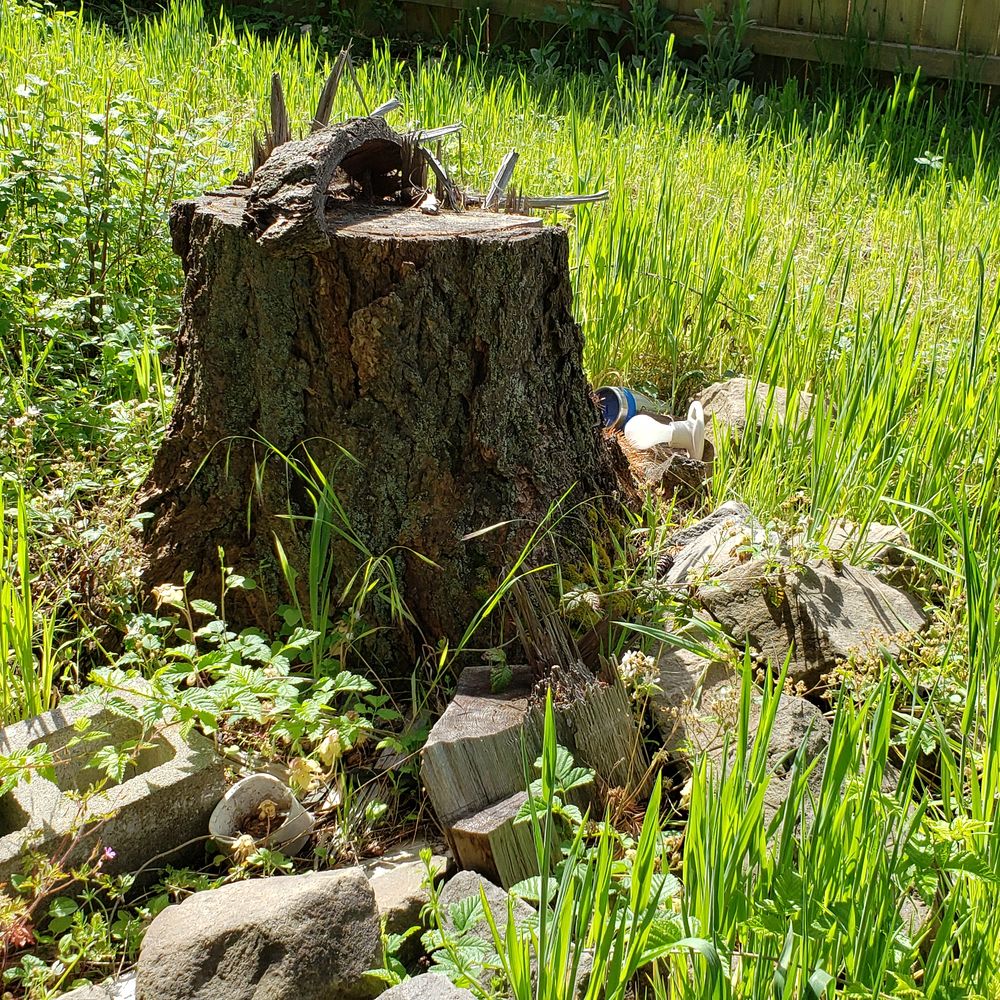 P'n'D Logging and Tree Service - Before Tree #2 - Tree Services Near Me - Maple Valley, Washington P'n'D Logging and Tree Service - Before Tree #2 - Tree Services Near Me - Maple Valley, Washington