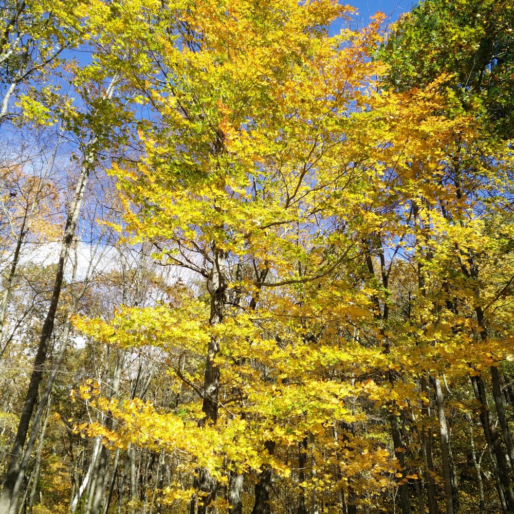 Macedonia Brook State Park - Parks Near Me - Kent, Connecticut