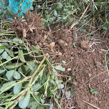 Hollin Farms - Hollin farms: peanuts - Fruits & Veggies Near Me - Delaplane, Virginia