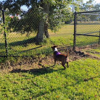 Al Helms Dog Park - Sadie looking for the squirrels up in the tree she loves to watch them - Dog Parks Near Me - Panama City, Florida Al Helms Dog Park - Sadie looking for the squirrels up in the tree she loves to watch them - Dog Parks Near Me - Panama City, Florida
