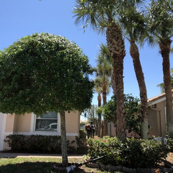 Francisco Landscape - Making the palms and tree look great again! - Tree Services Near Me - Lake Worth, Florida Francisco Landscape - Making the palms and tree look great again! - Tree Services Near Me - Lake Worth, Florida