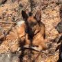 Photo of Paws Down dog Training