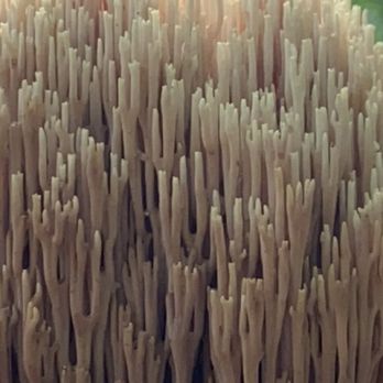 The Flume Gorge - All the funguses!!!!!!!!!!! - Parks Near Me - Lincoln, New Hampshire The Flume Gorge - All the funguses!!!!!!!!!!! - Parks Near Me - Lincoln, New Hampshire