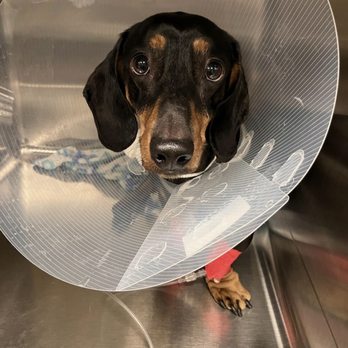 Daisy Mountain Veterinary Hospital - Cooper - Veterinarians Near Me - Anthem, Arizona Daisy Mountain Veterinary Hospital - Cooper - Veterinarians Near Me - Anthem, Arizona