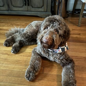 The Paw Spa - Pet Groomers Near Me - Dallas, Texas
