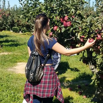 Lewin Farms - Pick Your Own Farms Near Me - Calverton, New York Lewin Farms - Pick Your Own Farms Near Me - Calverton, New York