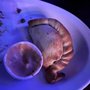 Photo of DUO Gastropub