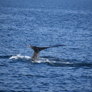 Princess Monterey Whale Watching - Plunging Back Into the Depths - Whale Watching Tours Near Me - Monterey, California Princess Monterey Whale Watching - Plunging Back Into the Depths - Whale Watching Tours Near Me - Monterey, California