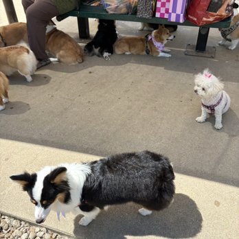 Jenny Sue's Pet Grooming - After getting groomed, and a lot of her hair cut off like a standard corgi - Pet Groomers Near Me - Conroe, Texas Jenny Sue's Pet Grooming - After getting groomed, and a lot of her hair cut off like a standard corgi - Pet Groomers Near Me - Conroe, Texas