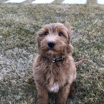 Rocky Ridge Acres - Pet Breeders Near Me Rocky Ridge Acres - Pet Breeders Near Me