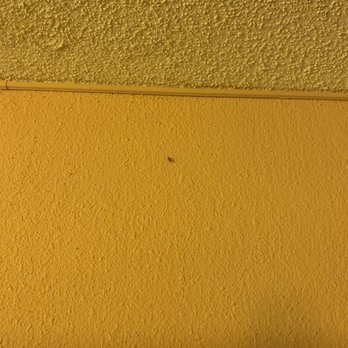CoCo Key - Roaches in our room - Resorts Near Me - Orlando, Florida