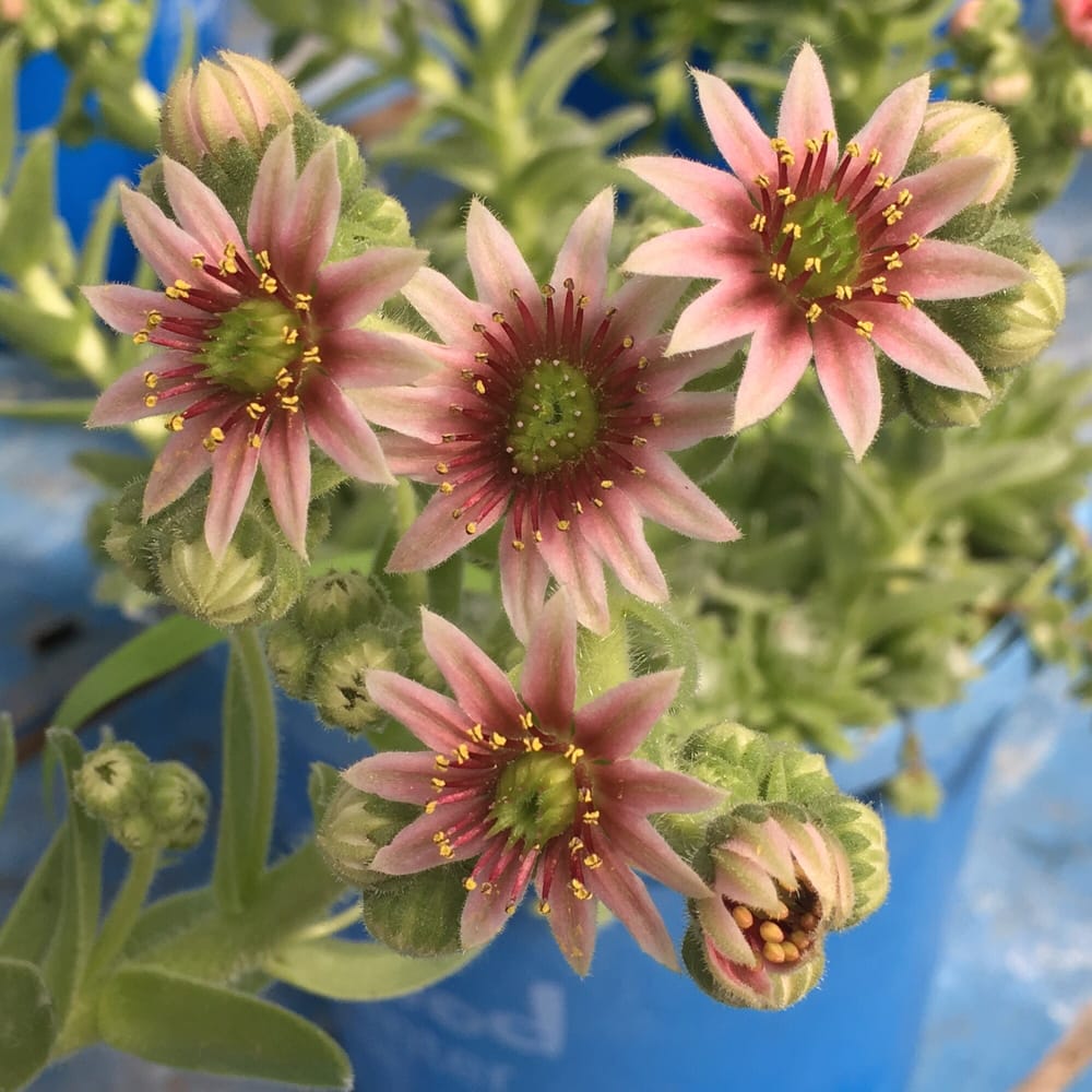 ATRIUM GARDEN CENTER CLOSED 54 Photos & 31 Reviews 21481 N Rand