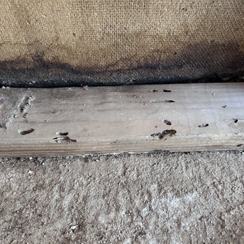 Colt's Pest Defense - Drywood Termite Galleries - Pest Control Near Me - Tucson, Arizona