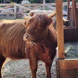 Highland Farms