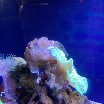 Seattle Aquarium - This was one of the small tanks - Aquariums Near Me - Seattle, Washington