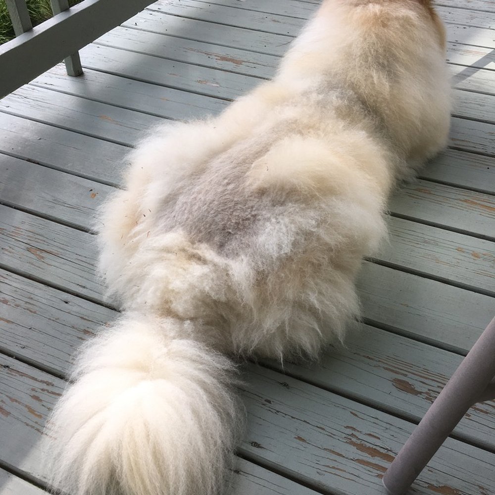 Pet Parlor - October 12, 2021. Some hair has grown back, but her coat is ruined. - Pet Groomers Near Me - Morganton, North Carolina