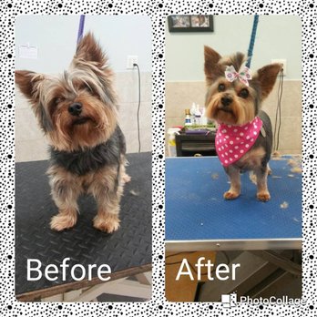 a bark above mobile pet grooming