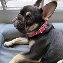 The always stylish Lady Doris of Guilford sporting her new Hot Pink collar!!!!! The always stylish Lady Doris of Guilford sporting her new Hot Pink collar!!!!!