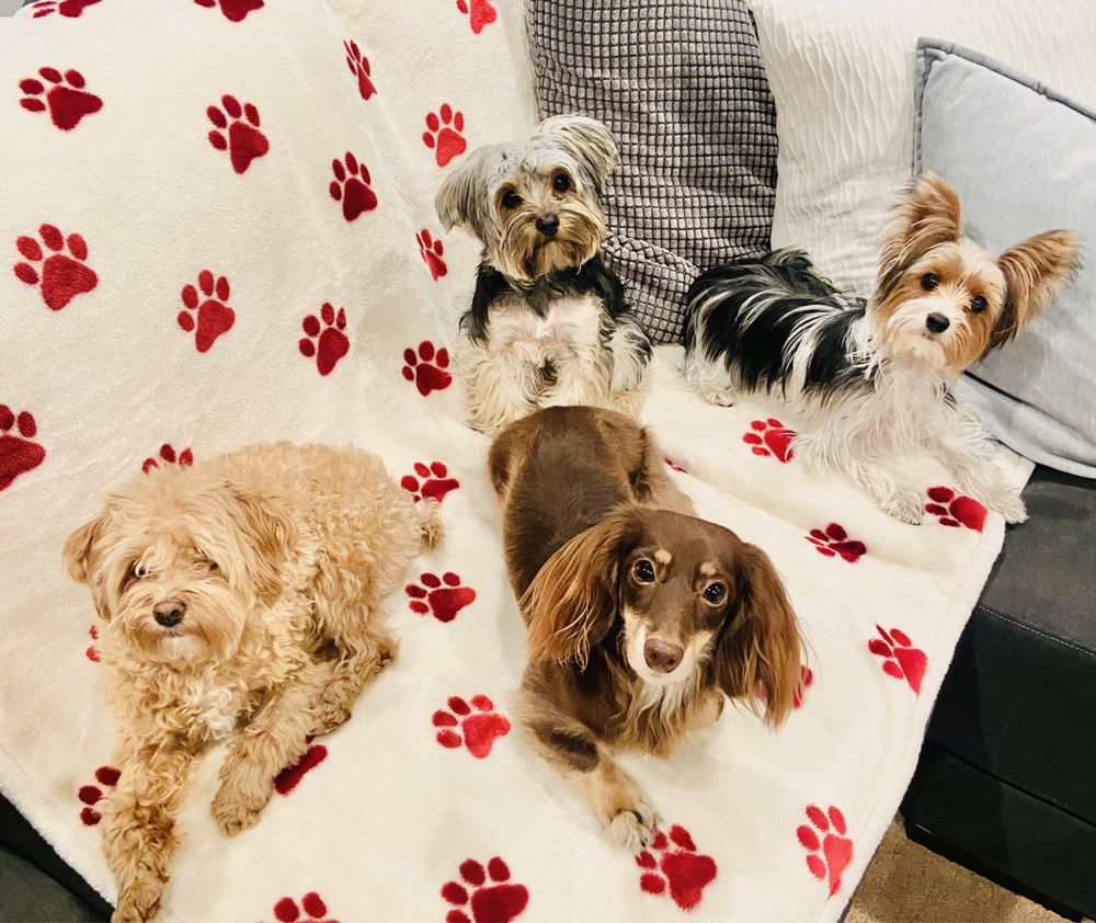 Pet Nanny Angie - pet boarding facility in Kirkland, WA