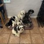 Camp Little Wiggle - Doggie Daycare & Sleepovers