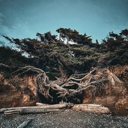 Tree Of Life