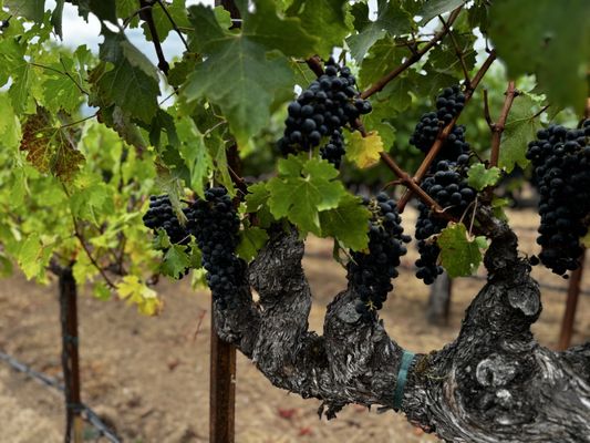 Staglin Family Vineyard by null