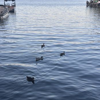 Stumpy's Lakeside Grill - Ducks in the marina - American Near Me - Granbury, Texas Stumpy's Lakeside Grill - Ducks in the marina - American Near Me - Granbury, Texas