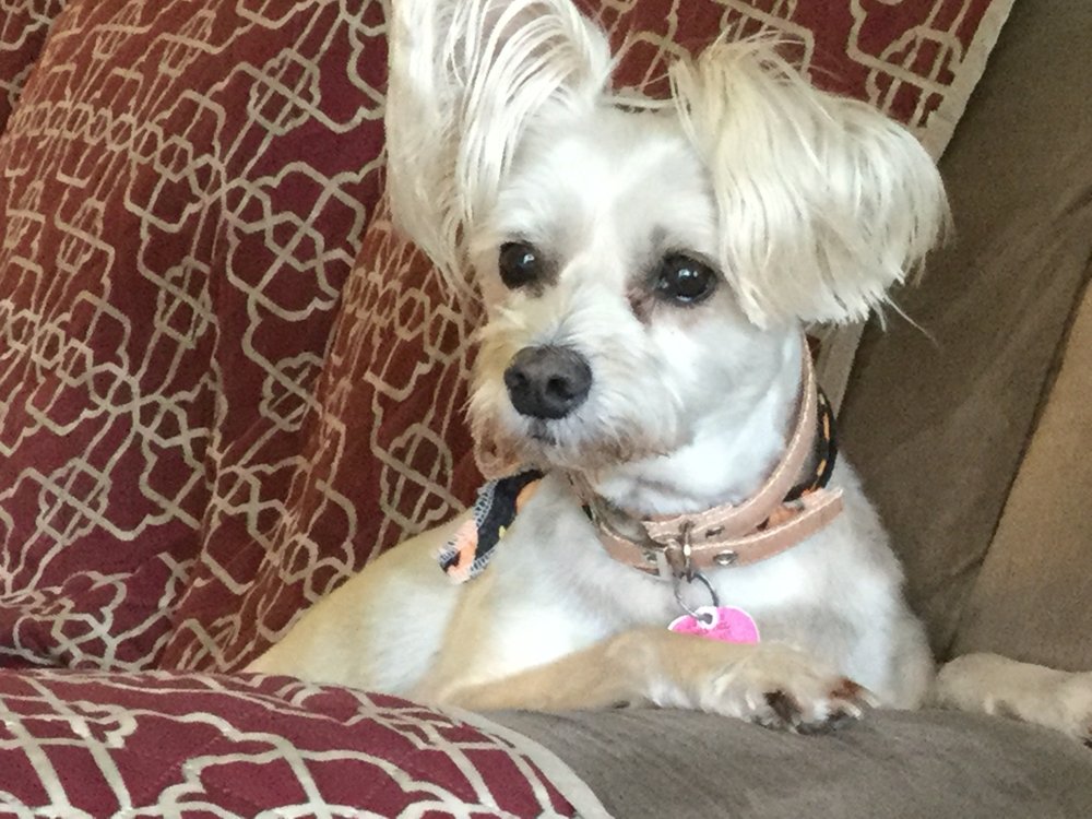 CLIP AND DIP DOG GROOMING 19 Photos & 13 Reviews 12100 Hwy 49