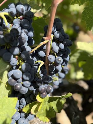 Oak Mountain Winery by null