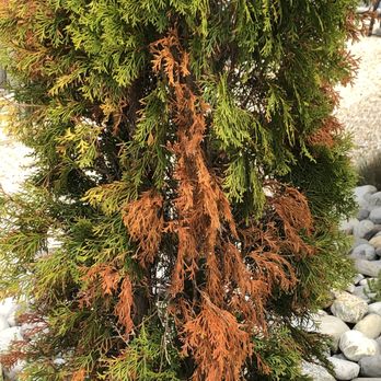 Kline Brothers - Dead shrub - General Contractors Near Me - Manahawkin, New Jersey