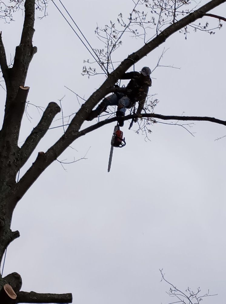 Cooper Tree Service - tree service in Dunbar, WV