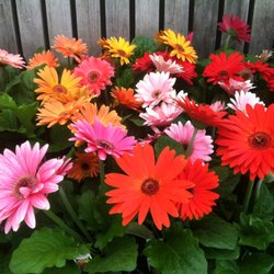 Rave Discount Plant Center - We have a great selection of annuals that offer great colors as well!