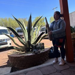 El Sol - Demonstration about the agave