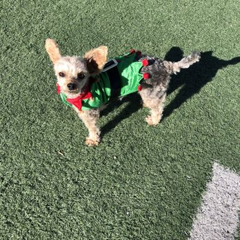 All American Park - Abby on the Football Fields at All American Park in Las Vegas! - Dog Parks Near Me - Las Vegas, Nevada