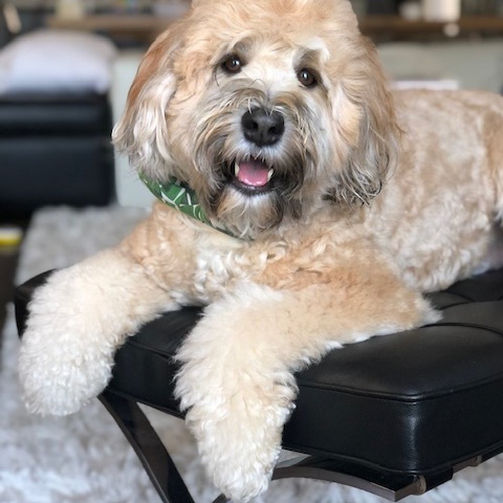 The Pet Barber - Pet Groomers Near Me - Houston, Texas The Pet Barber - Pet Groomers Near Me - Houston, Texas